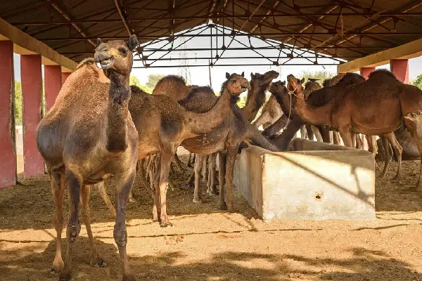 Car Rental in Bikaner