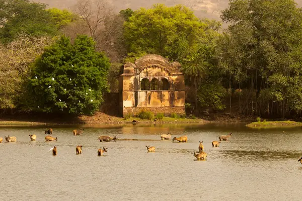 Car Rental in Jodhpur